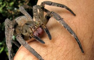 Οι αράχνες θεωρητικά, μπορούν να καταναλώσουν όλους τους ανθρώπους ανά παγκόσμιο και ακόμη να πεινάνε spider-brazil.jpg