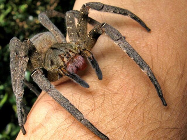 spider-brazil.jpg