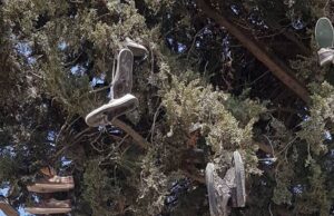 «Μυστηριώδες» δέντρο γεμάτο παπούτσια στη Λεμεσό παπουτσιαφουλ