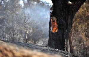Σολέα: Ένας χρόνος από την καταστροφική πυρκαγιά – Η απολογία του πατέρα του 12χρονου solea1.jpg