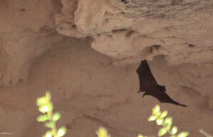 Λεμεσός: Η αρχαία ξεχασμένη εκκλησία λαξευμένη στον βραχο και οι φρουτονυχτερίδες (Φωτογραφίες) FB IMG 1504372512432