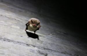 Ένα εγκαταλελειμμένο μεταλλείο και μυστικό τούνελ στη Λεμεσό (Φωτογραφίες) nyxterida.jpg