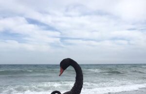 blackswans