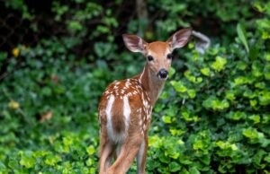 Νεκρό ελαφάκι στον Ζωολογικό της Λεμεσού (ΒΙΝΤΕΟ)