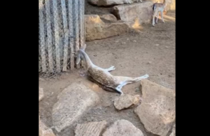 Η ανακοίνωση του Δήμου Λεμεσού για τον θάνατο ελαφιού στον Ζωολογικό Κήπο