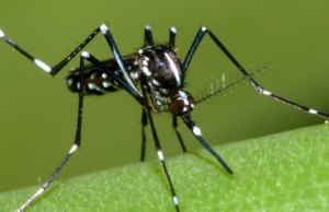 Δήμος Λεμεσού: Ξεκινούν ψεκασμοί για τα κουνούπια, ιδιαίτερα για το «Ασιατικό Κουνούπι τίγρης»