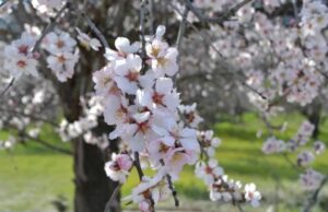 Σε χωριό της ορεινής Λεμεσού θα γίνει Γιορτή της Αμυγδαλιάς