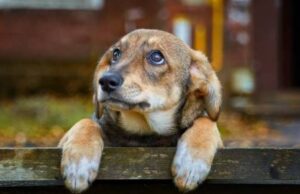 ΛΕΜΕΣΟΣ – Προσοχή «πέθαναν σκύλοι» από φόλες – Δείτε σε ποια περιοχή