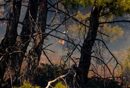 Επιστρέφει η κυπριακή αποστολή του Τμήματος Δασών από την Ελλάδα