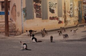 Δράση στείρωσης αδέσποτων γάτων από την Πρωτοβουλία «Για τη Λεμεσό»