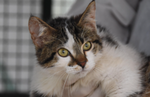 Πώς και γιατί μια «κυπριακή» γάτα σπέρνει τον τρόμο και τον πανικό στην Αγγλία (ΕΙΚΟΝΕΣ)