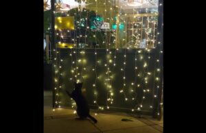 Ο γάτος που λατρεύει τα Χριστούγεννα στο Κάστρο της Λεμεσού! (ΒΙΝΤΕΟ)