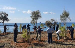 Κλάδευση και υλοτομία νεκρών δέντρων στην περιοχή Δασούδι Λεμεσού