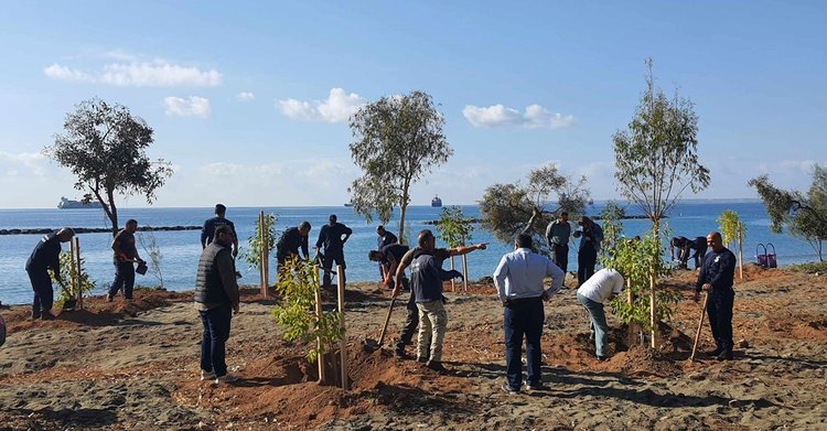 Κλάδευση και υλοτομία νεκρών δέντρων στην περιοχή Δασούδι Λεμεσού