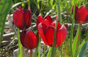 Κυπριακή Τουλίπα: Ήρθε ο καιρός της – Απολαύστε την αλλά μην την καταστρέψετε!