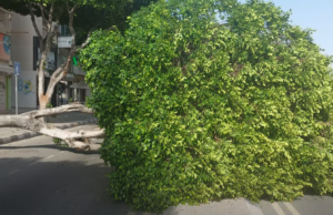 Βίντεο με το τεράστιο δέντρο που έπεσε δίπλα από τον κυκλικό κόμβο του Αγίου Νικολάου