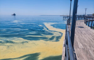 Τεράστια καφέ κηλίδα εμφανίστηκε στον Μόλο της Λεμεσού (ΒΙΝΤΕΟ)
