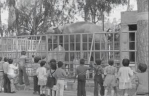 H Τζούλια, ο μεγάλος ελέφαντας του ζωολογικού κήπου της Λεμεσού (VIDEO)