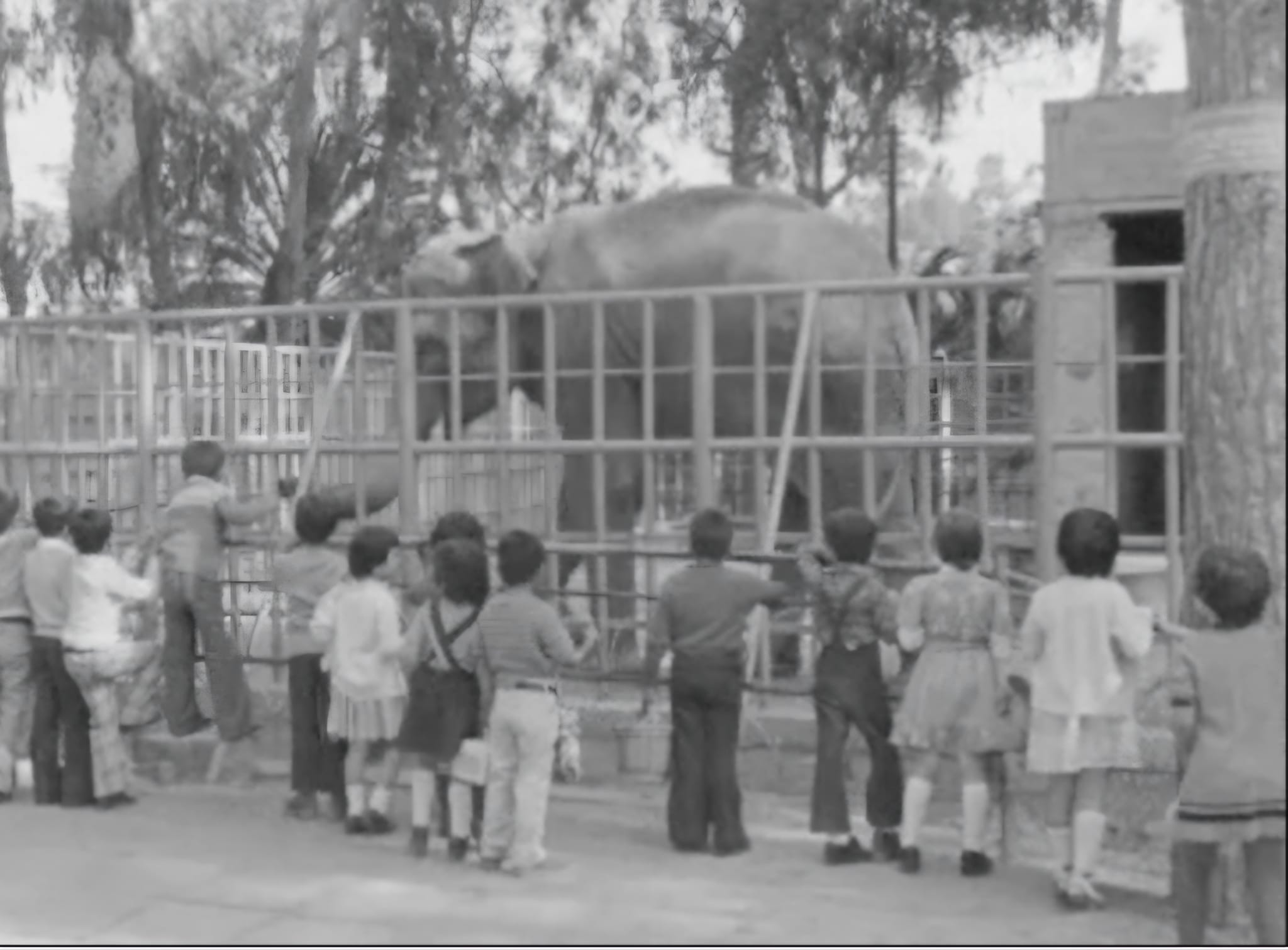 H Τζούλια, ο μεγάλος ελέφαντας του ζωολογικού κήπου της Λεμεσού (VIDEO)
