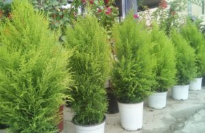 Θέλετε δωρεάν δεντράκια; Να πως θα τα προμηθευτείτε από το Τμήμα Δασών!