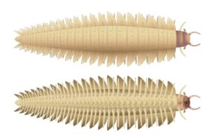 Tο μεγαλύτερο έντομο που έζησε ποτέ: Ένα «τέρας» 2,7 μέτρων και 50 κιλών, με 64 πόδια