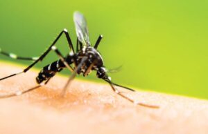 Σε κρίσιμη κατάσταση συνταξιούχος στην Κύπρο: Τον τσίμπησε κουνούπι – Πρώτο κρούσμα Ιού του Δυτικού Νείλου – Βίντεο