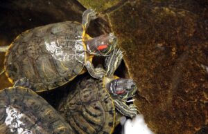 Μια βουτιά στον κόσμο της χελώνας του γλυκού νερού