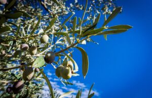 Λεμεσός – Τραγωδία στο μεροκάματο: Νεκρός ο 67χρονος Ιωάννης Νικολάου από χτύπημα κλαδιού στο στήθος
