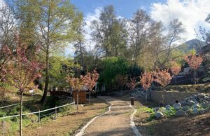 Μαγευτικές εικόνες στον Κάμπο: Ανθίζουν ξανά οι ιαπωνικές κερασιές Sakura