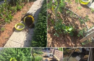 Βανδαλισμός στο Τσίρειο Δημοτικό Λεμεσού: Κατέστρεψαν τον σχολικό κήπο – Άφησαν ανοιχτές τις βρύσες