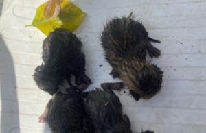 Φρίκη και οργή: Νεογέννητα γατάκια πεταμένα σε κάδο – Εκκλήσεις για τιμωρία των ενόχων