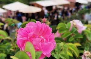 Το Φεστιβάλ Τριαντάφυλλου Μάγεψε για Ακόμη Μια Χρονιά!