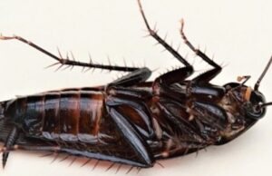 Τελικά ούτε οι κατσαρίδες θα επιβιώσουν από μια πυρηνική καταστροφή