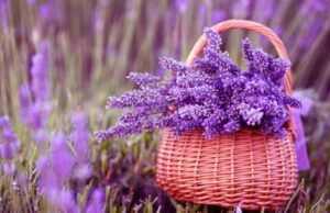 Φεστιβάλ Λεβάντας στις Πλάτρες-Κυριακή 6 Ιουλίου 2025