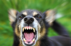 Τραγωδία στην Ουαλία: Eννιάμηνο βρέφος νεκρό σε επίθεση σκύλου