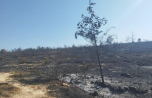 Ξανά στη Βουλή την Παρασκευή η διαχείριση πυρκαγιών και η αποκατάσταση πληγέντων