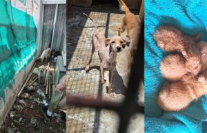 «Σκελετωμένα και με όγκους»: Υπόθεση σοκ με δεκάδες σκύλους σε οικία ηλικιωμένης στη Λεμεσό (ΦΩΤΟ)