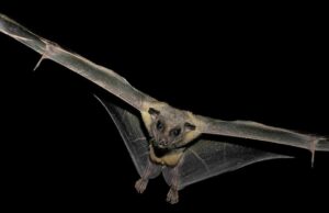 Εσύ τι ξέρεις για τη φρουτονυχτερίδα αλλιώς νυχτοπάππαρο;