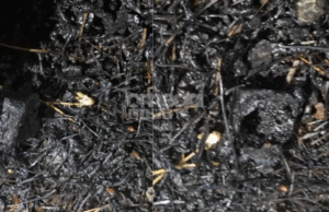 Κτύπησαν ξανά οι εμπρηστές – Ανεγκέφαλοι φαίνεται να προσπάθησαν να κάψουν το δάσος Τροόδους μέσα στο σκοτάδι (ΕΙΚΟΝΑ)