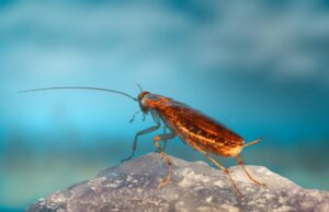 Απίστευτη Τραγωδία: Προσπάθησε να κάψει κατσαρίδα και προκάλεσε φωτιά – Νεκρή η γειτόνισσά της