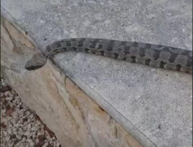 Σε δράση ξανά ο Γιάννης Αγγελή – Εντόπισε και απομάκρυνε μεγάλη φίνα στη Λεμεσό [ΒΙΝΤΕΟ]