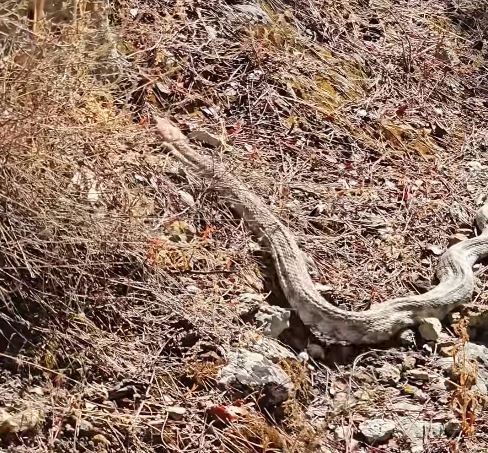 Απρόσμενη συνάντηση με φίνα «γίγαντα» στην Πάχνα εν μέσω Νοεμβρίου [ΒΙΝΤΕΟ]