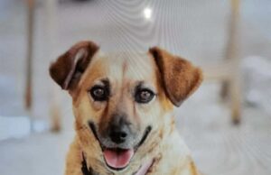 Έκκληση για τη σκυλίτσα Αγάπη – Κλάπηκε από τη Χοιροκοιτία, δίνεται αμοιβή!