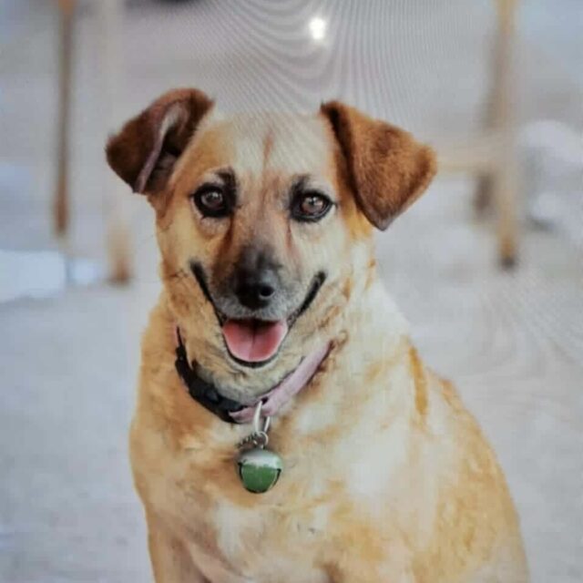 Έκκληση για τη σκυλίτσα Αγάπη – Κλάπηκε από τη Χοιροκοιτία, δίνεται αμοιβή! Έκκληση για τη σκυλίτσα Αγάπη – Κλάπηκε από τη Χοιροκοιτία, δίνεται αμοιβή!