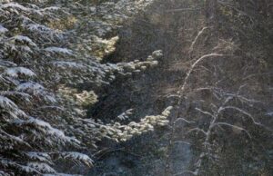 Αναστολή λειτουργίας κατασκηνωτικού χώρου Πλατανιών για εργασίες αναβάθμισης