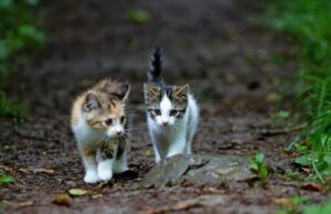 Καταναλώνουν ζώα; Σοβαρές καταγγελίες για σύλληψη μικρών κατοικιδίων σε κυπριακές περιοχές