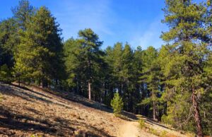 Μονοπάτι Φύσης «Άρτεμις»: Ένα ταξίδι στην καρδιά του δάσους του Τροόδους