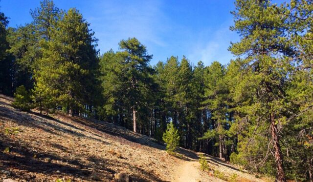 Ένα ταξίδι στην καρδιά του δάσους του Τροόδους