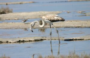Ανησυχητική μείωση του πληθυσμού των φλαμίνγκο στην Κύπρο
