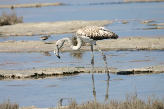 Ανησυχητική μείωση του πληθυσμού των φλαμίνγκο στην Κύπρο